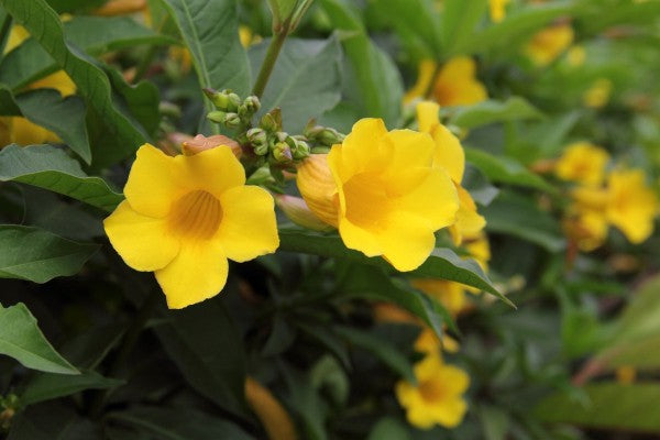 ALLAMANDA SCHOTTII