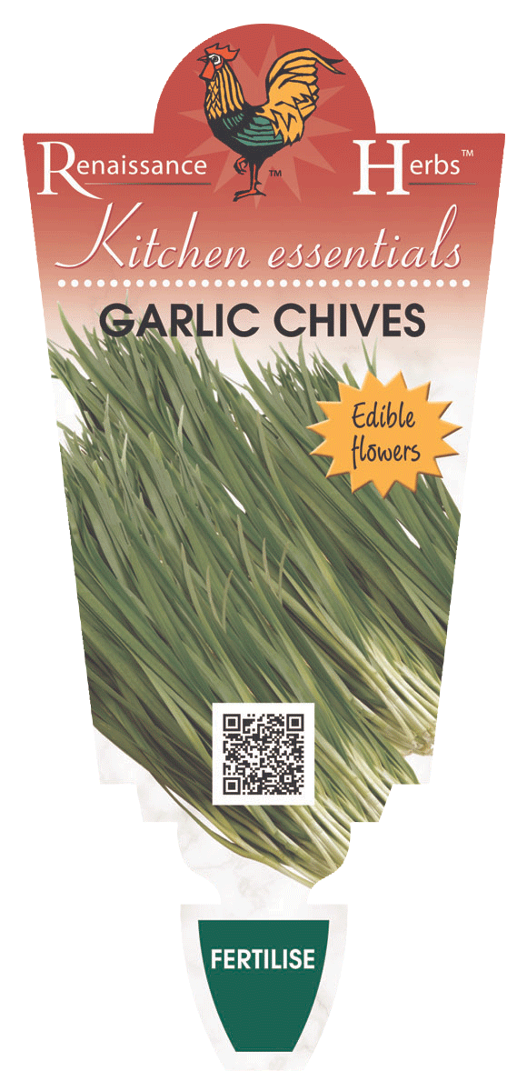 Chives Garlic