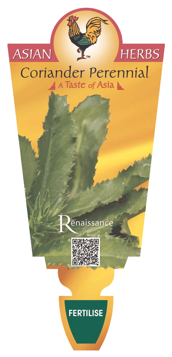Coriander Perennial
