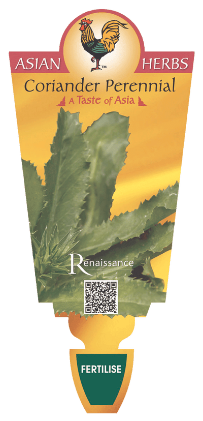 Coriander Perennial