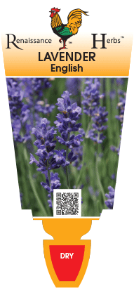 Lavender English