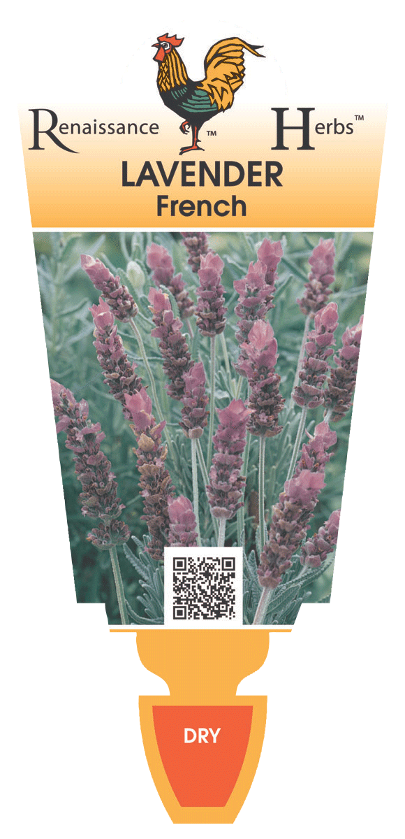 Lavender French
