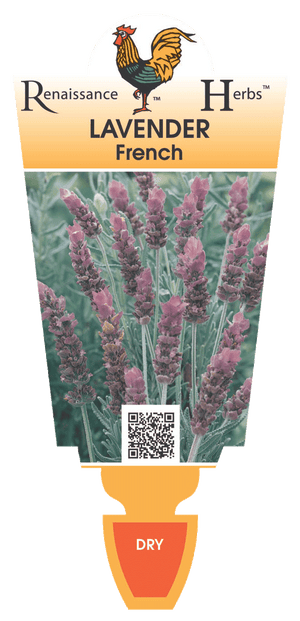 Lavender French