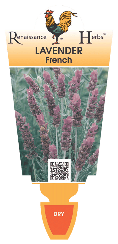 Lavender French