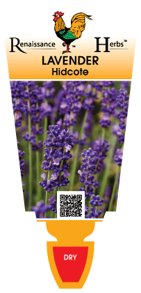 Lavender Hidcote