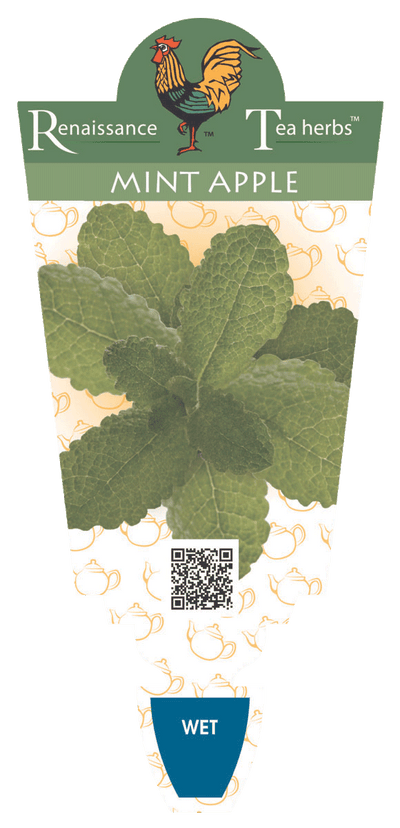 Mint Apple