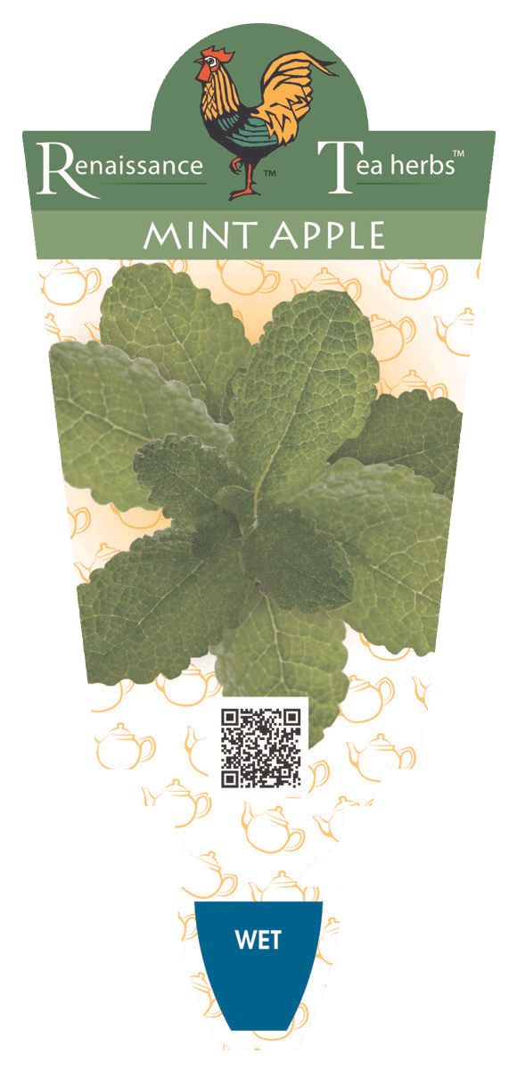 Mint Apple