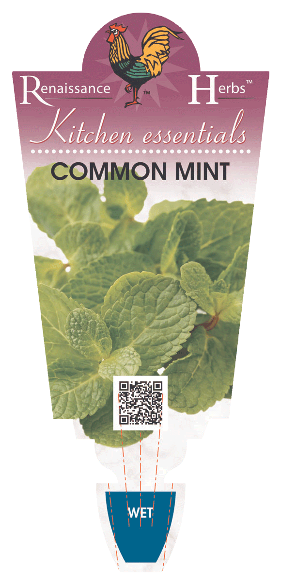 Mint Common