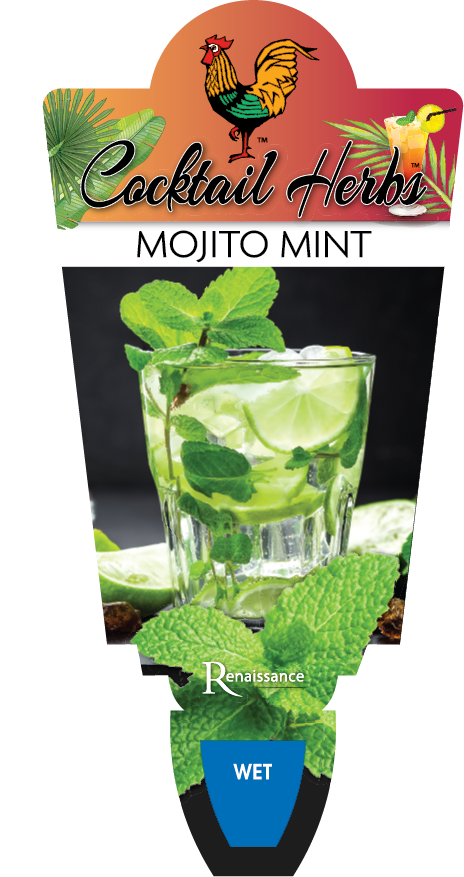 Mint Mojito, Mint Cuban