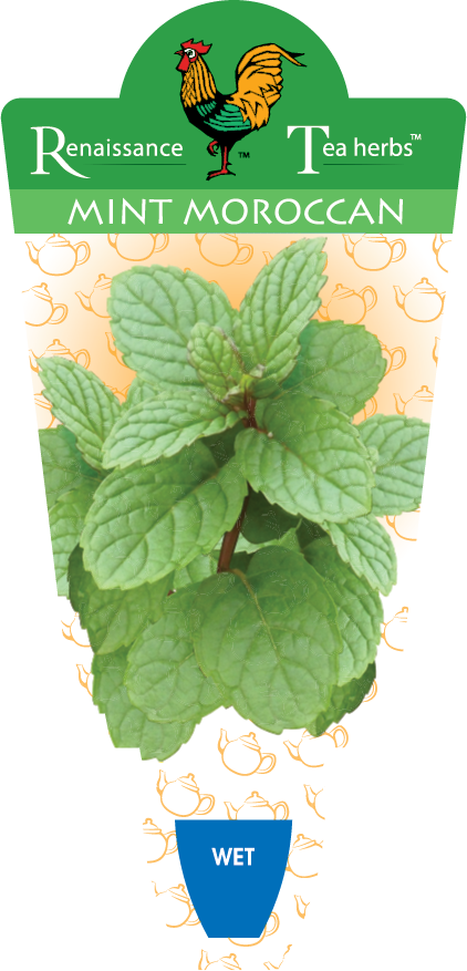 Mint Moroccan Tea