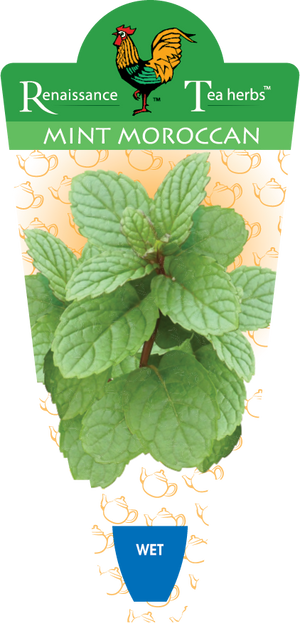 Mint Moroccan Tea