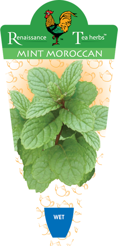 Mint Moroccan Tea