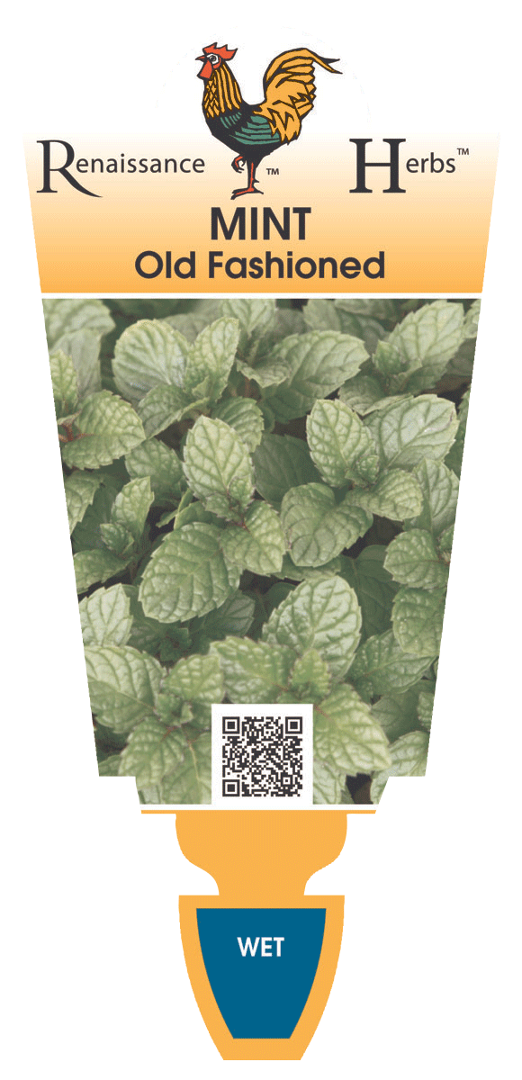Mint Old Fashion