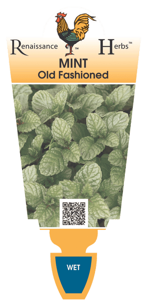 Mint Old Fashion