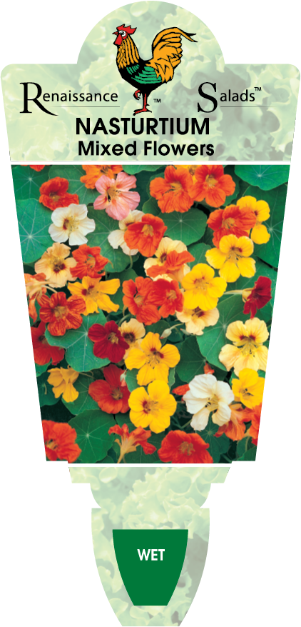 Nasturtium