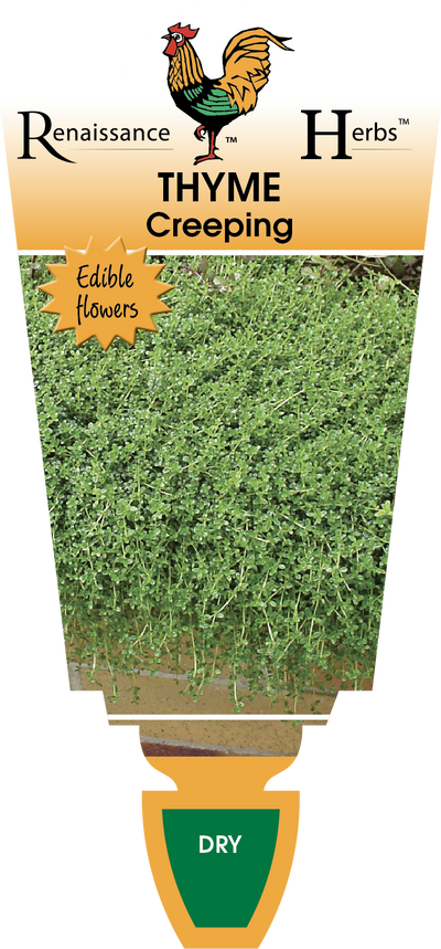 Thyme Creeping