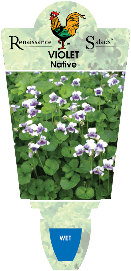Native Violet