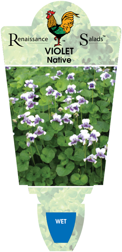 Native Violet