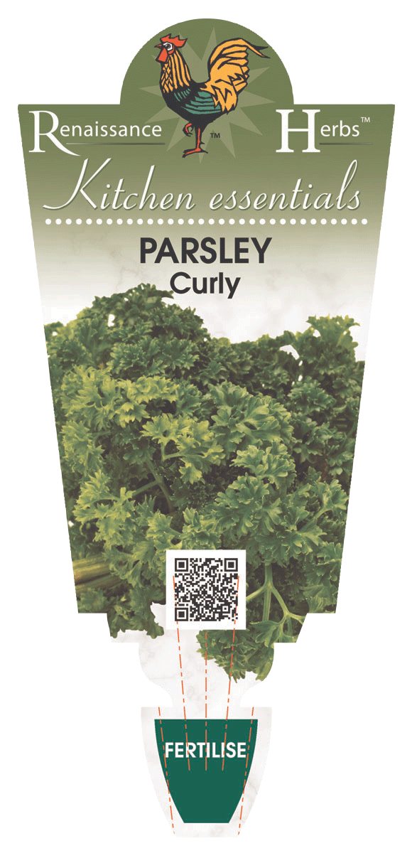 Parsley Curly