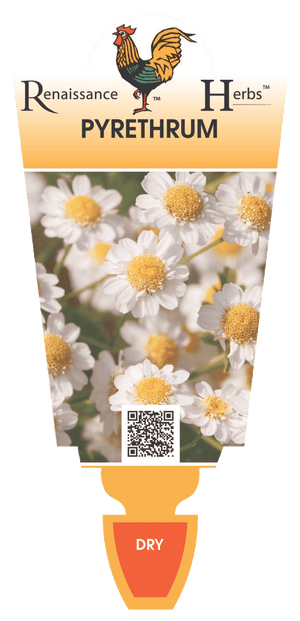 Pyrethrum