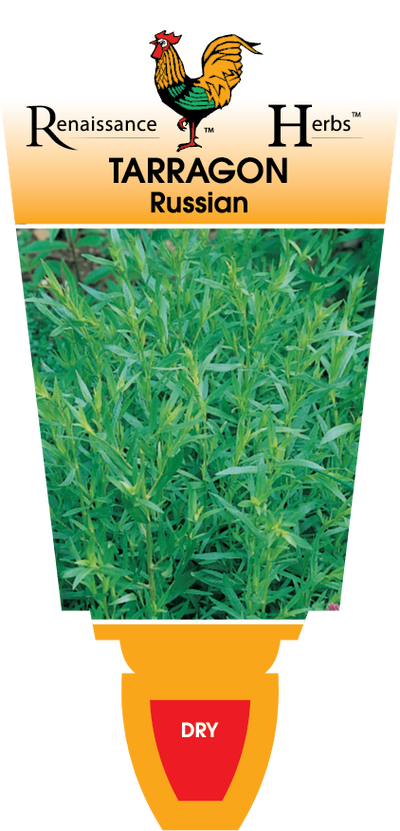 Russian Tarragon
