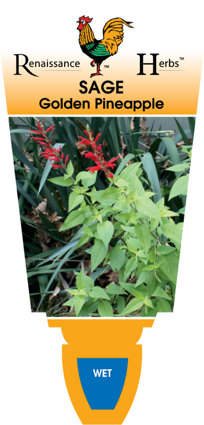 Sage Golden Pineapple