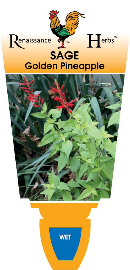Sage Golden Pineapple