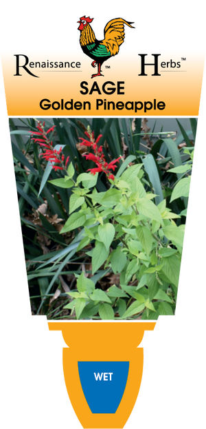 Sage Golden Pineapple
