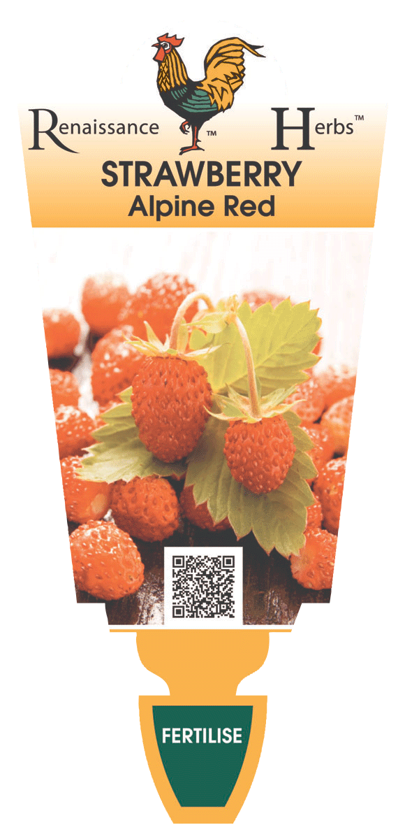 Strawberry Alpine Red