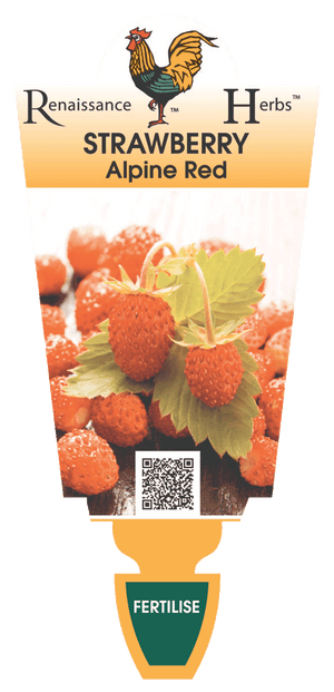 Strawberry Alpine Red