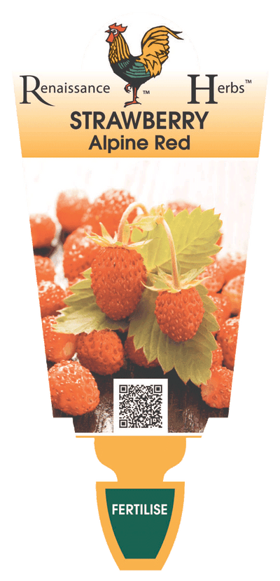 Strawberry Alpine Red