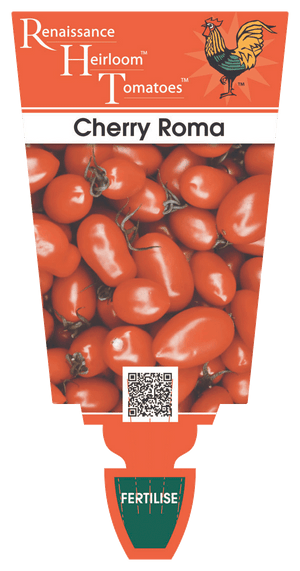Tomato Cherry Roma -Heirloom