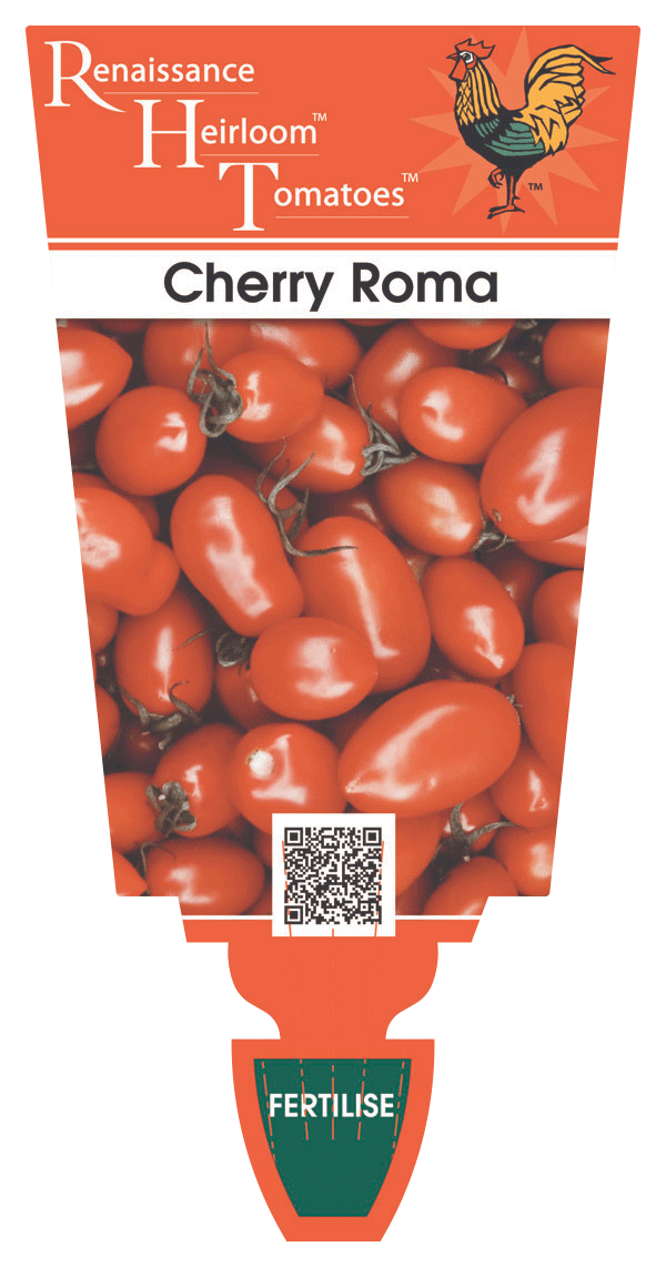 Tomato Cherry Roma -Heirloom