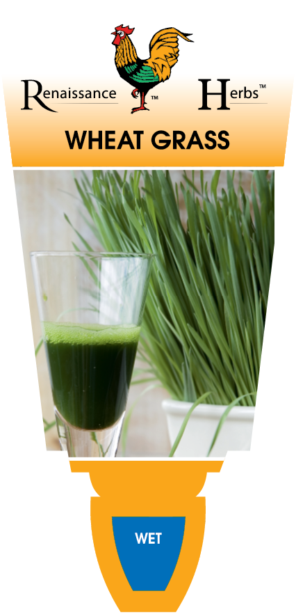Wheat Grass