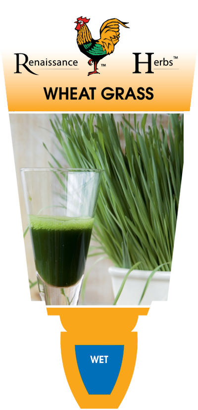 Wheat Grass