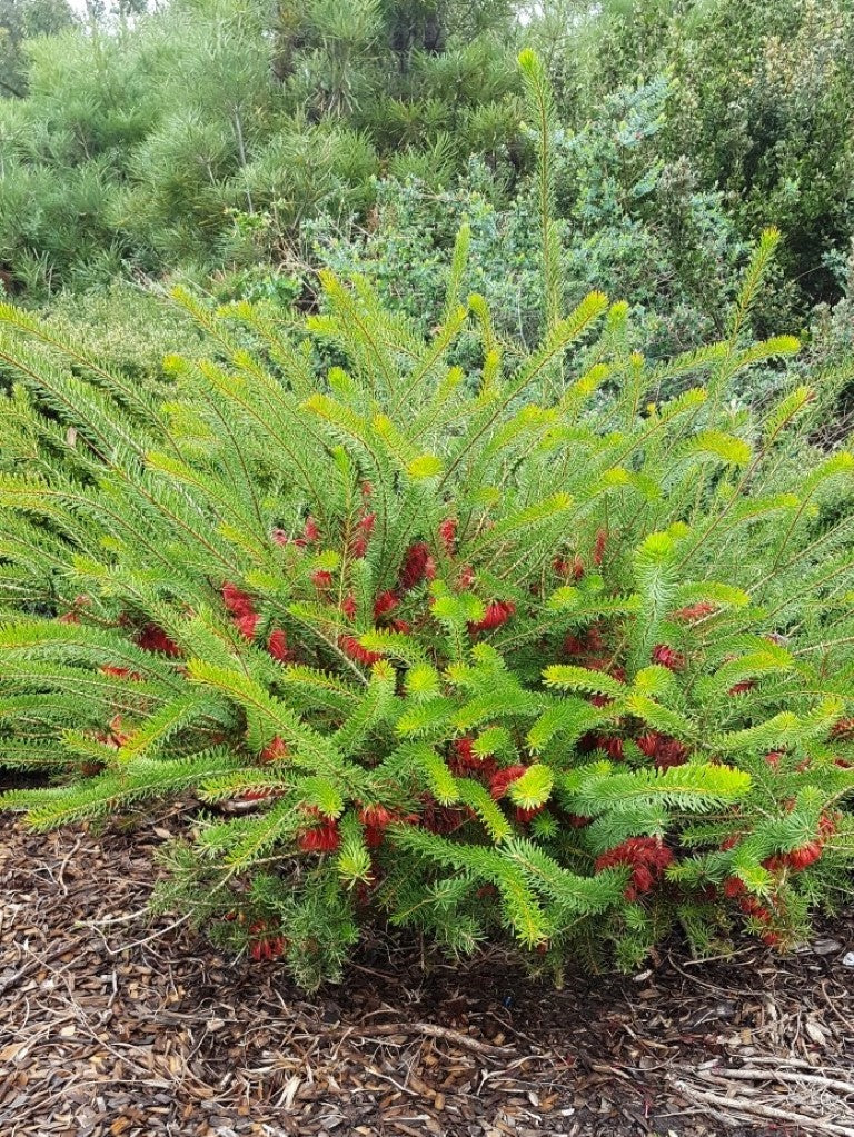 CALOTHAMNUS QUADRIFIDUS 140MM