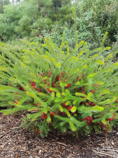 CALOTHAMNUS QUADRIFIDUS 140MM