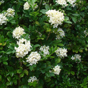 MURRAYA PANICULATA [Sz:140MM]