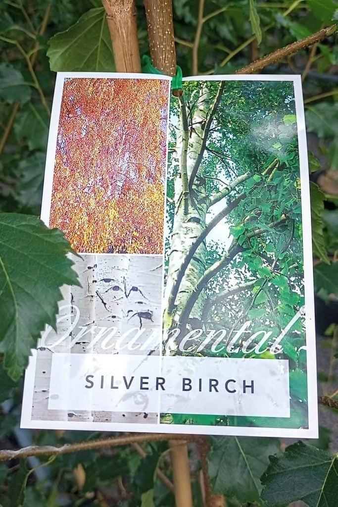 BETULA ALBA SILVER BIRCH [Sz:25L]