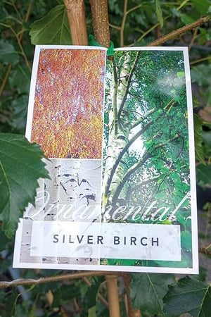 BETULA ALBA SILVER BIRCH [Sz:25L]