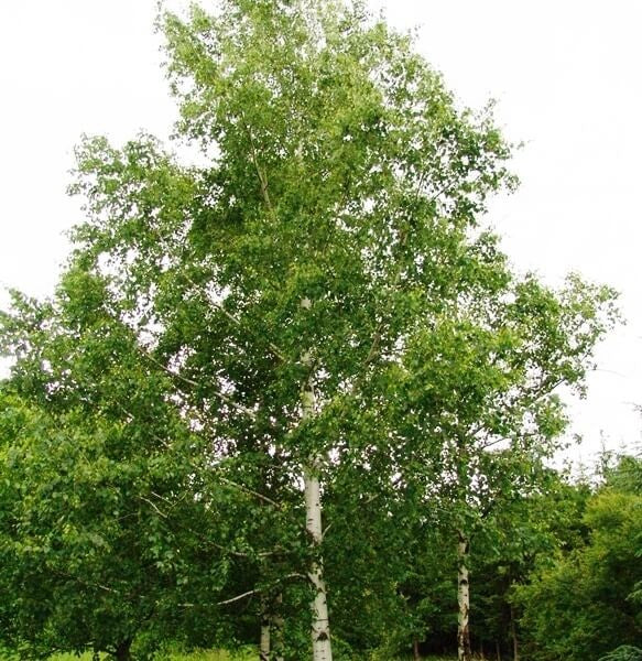 BETULA ALBA SILVER BIRCH [Sz:25L]