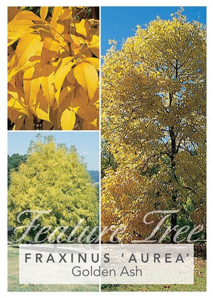 FRAXINUS EXCELSIOR 'AUREA' GOLDEN ASH [Sz:20LT]