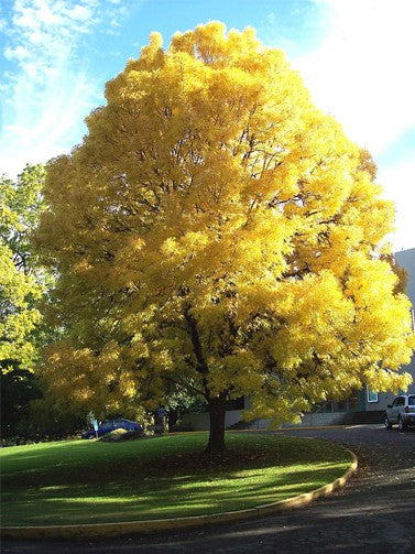 FRAXINUS EXCELSIOR 'AUREA' GOLDEN ASH [Sz:20LT]