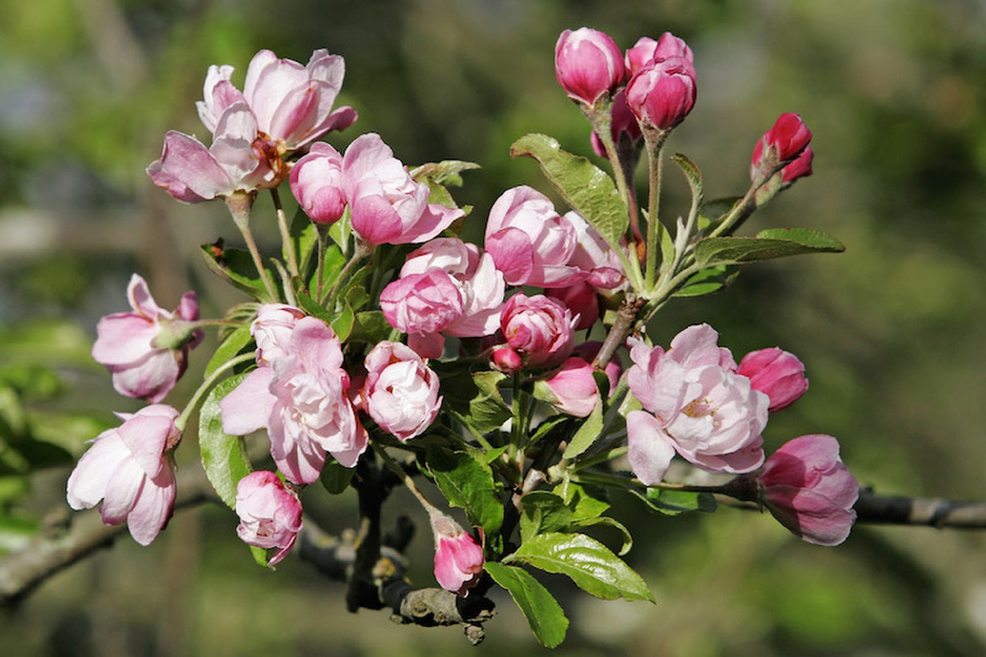 MALUS 'SPECTABILIS' - CRAB APPLE