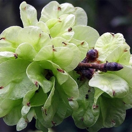 ULMUS - GOLDEN ELM - LOUIS VAN HOUTTE