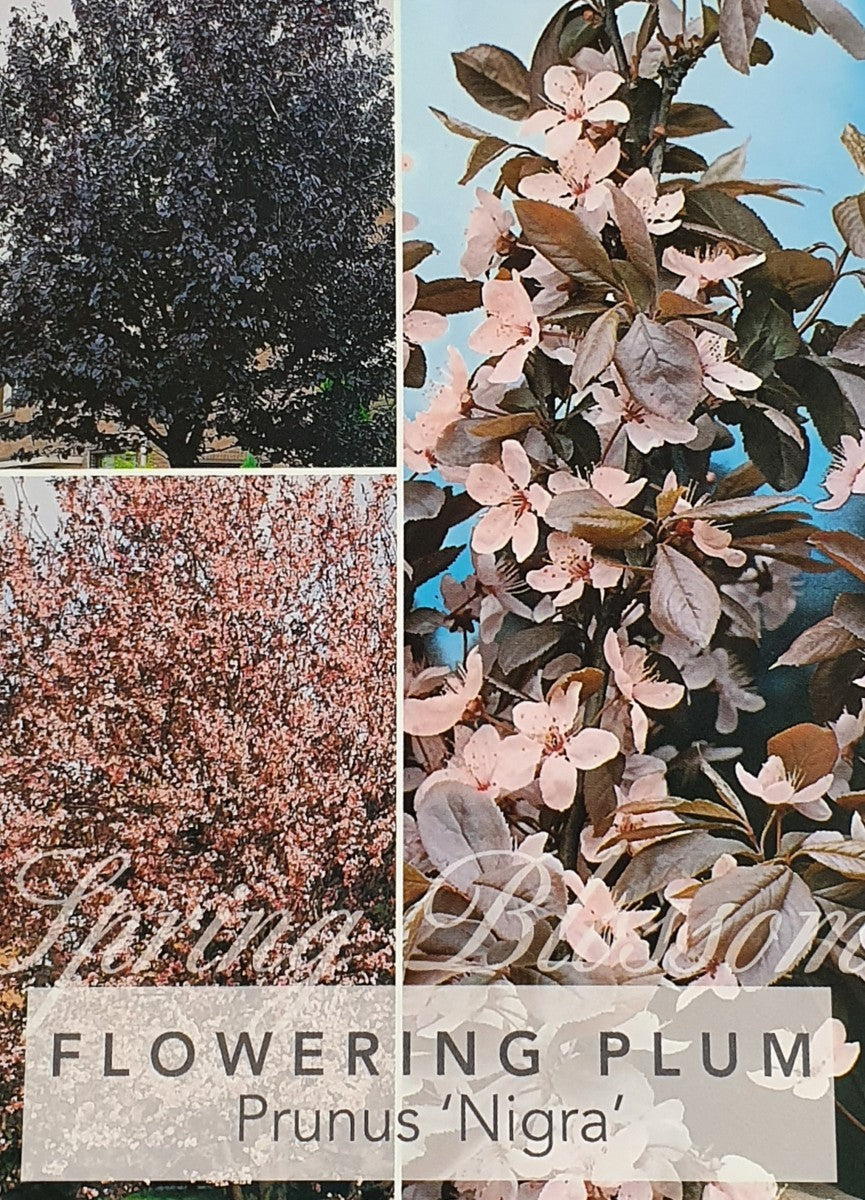 PRUNUS CERACIFERA FLOWERING PLUM VESUVIUS