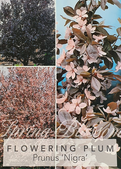 PRUNUS CERACIFERA FLOWERING PLUM VESUVIUS