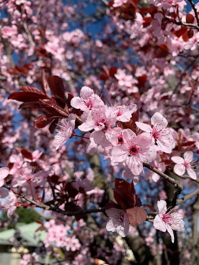 PRUNUS CERACIFERA FLOWERING PLUM VESUVIUS
