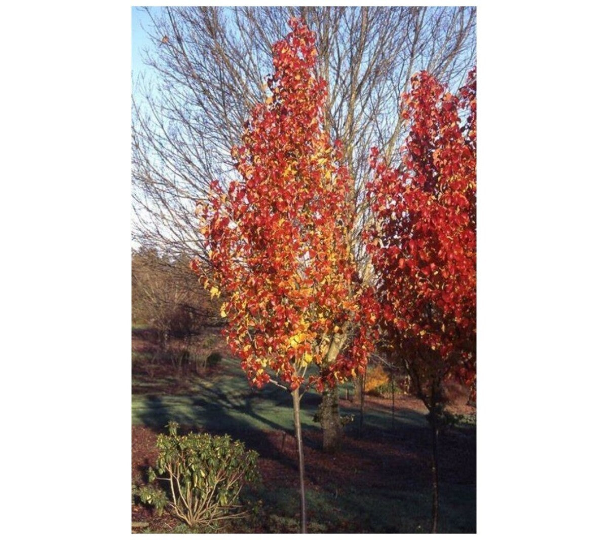 PYRUS ORNAMENTAL PEAR CAPITAL [Sz:20LT]