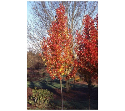 PYRUS ORNAMENTAL PEAR CAPITAL [Sz:20LT]